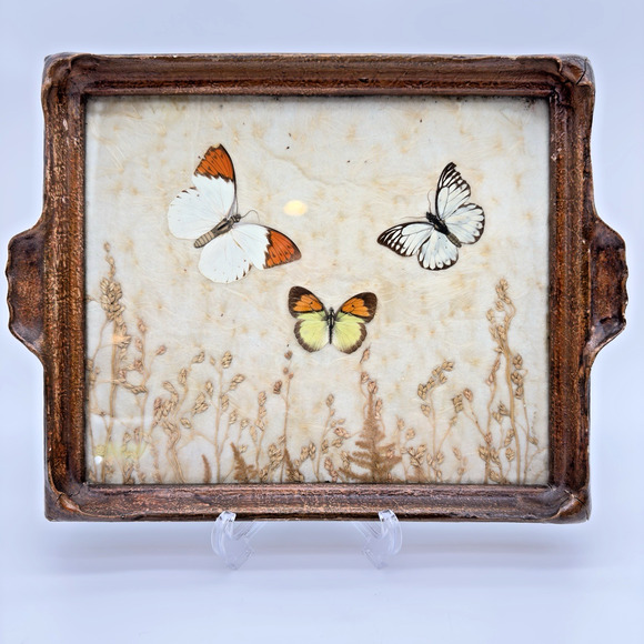 Vintage Antique Pressed Real Butterfly Tray Framed Botanicals 14.5" x 11"